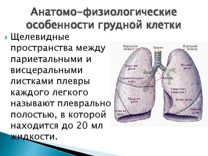 Особенности легких. Анато физиолгические особеностилегких. Анатомо-физиологические особенности грудной клетки. Анатомо-физиологические особенности легких. Афо легких.