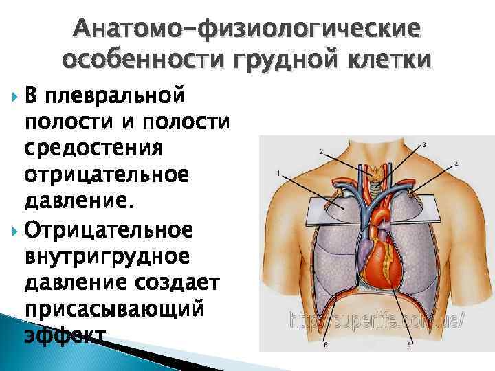 Анатомо-физиологические особенности грудной клетки В плевральной полости и полости средостения отрицательное давление. Отрицательное внутригрудное