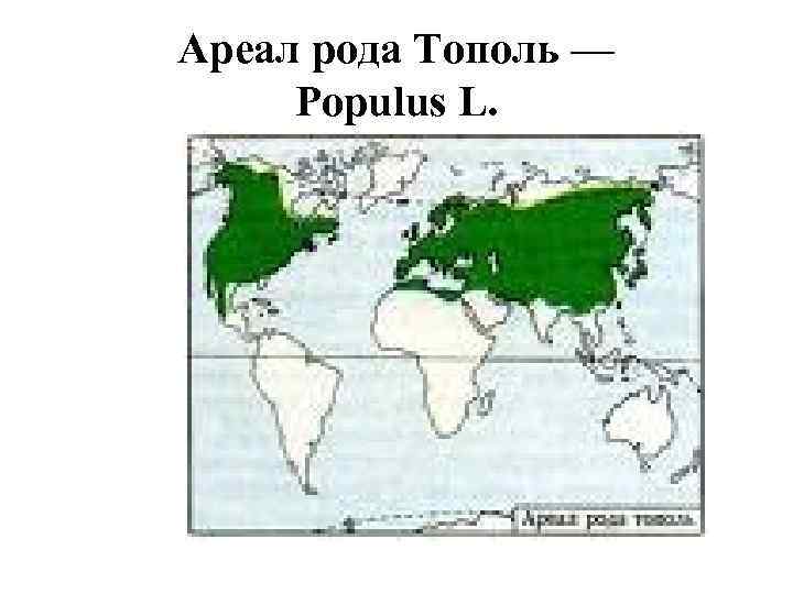 Ареал распространения. Липа мелколистная ареал распространения в России. Тополь ареал распространения. Тополь белый ареал. Ареал произрастания кокосовой пальмы.