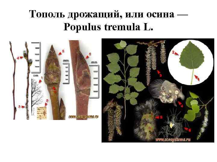 Тополь дрожащий, или осина — Populus tremula L. 