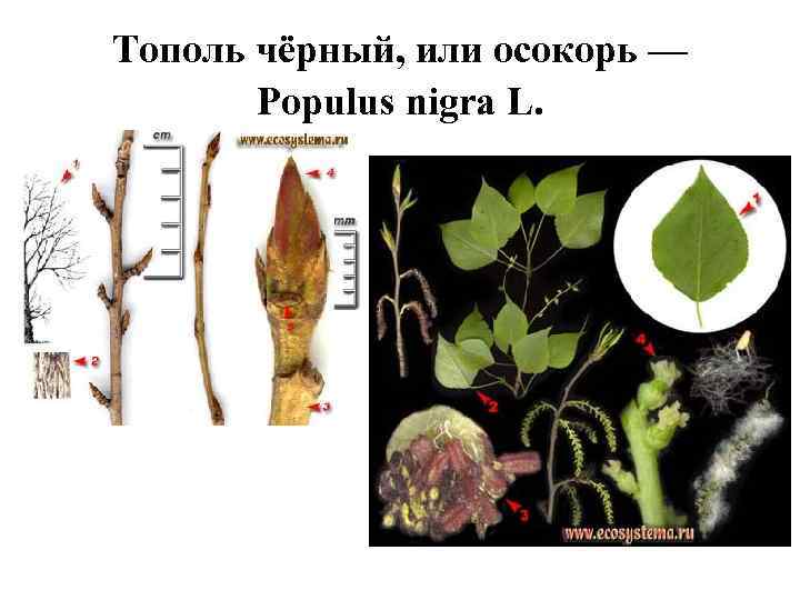 Тополь чёрный, или осокорь — Populus nigra L. 