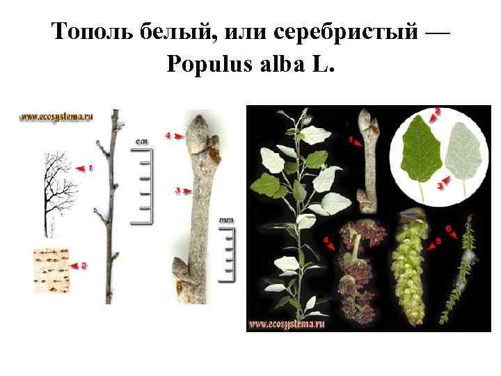 Тополь белый, или серебристый — Populus alba L. 