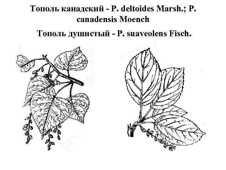 Тополь канадский - P. deltoides Marsh. ; P. canadensis Moench Тополь душистый - P.