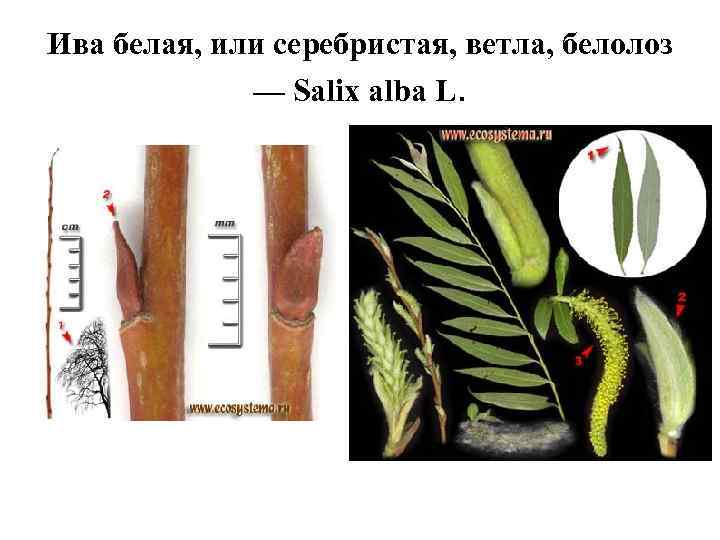 Ива белая, или серебристая, ветла, белолоз — Salix alba L. 