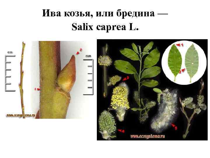 Ива козья, или бредина — Salix caprea L. 