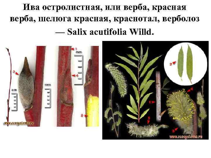 Ива остролистная, или верба, красная верба, шелюга красная, краснотал, верболоз — Salix acutifolia Willd.