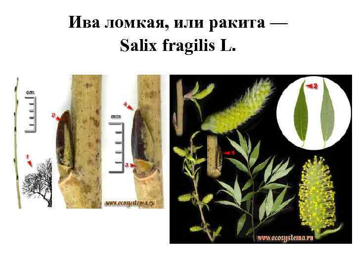 Ива ломкая, или ракита — Salix fragilis L. 