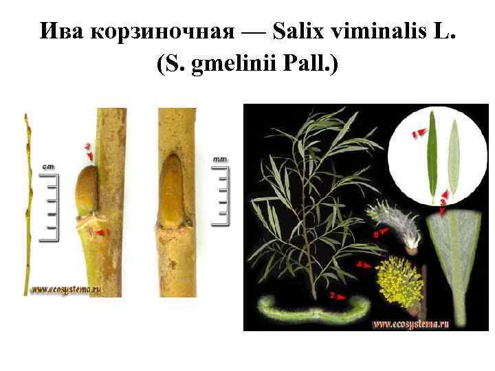 Ива корзиночная — Salix viminalis L. (S. gmelinii Pall. ) 