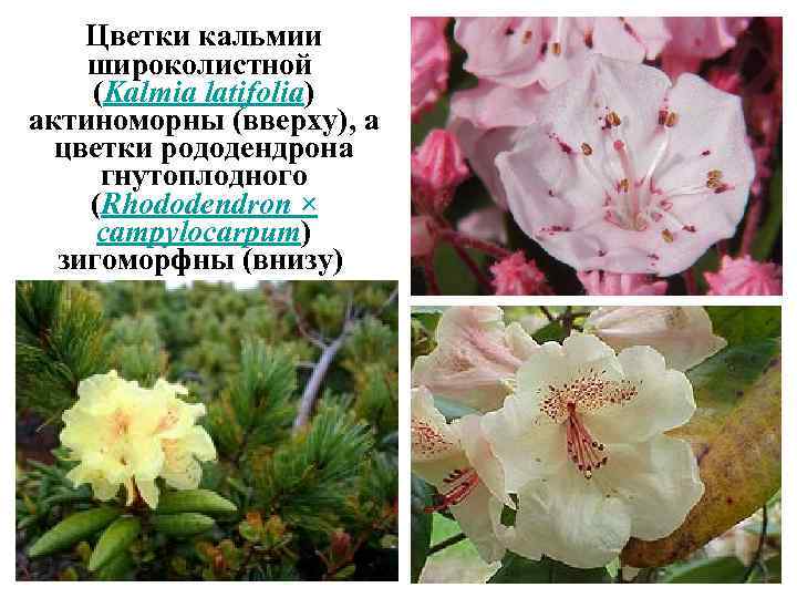 Цветки кальмии широколистной (Kalmia latifolia) актиноморны (вверху), а цветки рододендрона гнутоплодного (Rhododendron × campylocarpum)