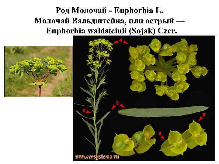 Род Молочай - Euphorbia L. Молочай Вальдштейна, или острый — Euphorbia waldsteinii (Sojak) Czer.