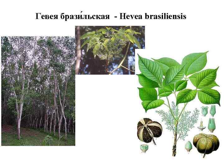 Гевея брази льская - Hevea brasiliensis 