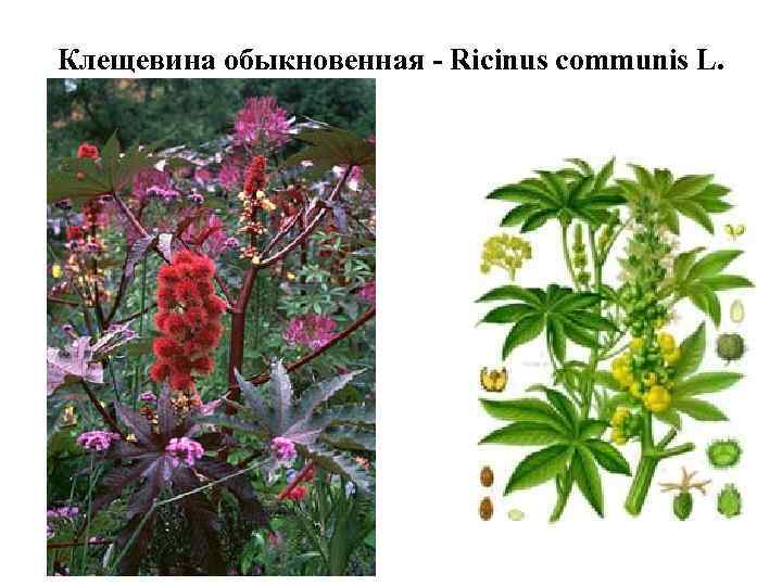 Клещевина обыкновенная - Ricinus communis L. 