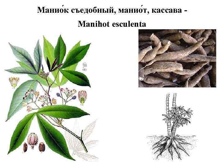 Манио к съедобный, манио т, кассава - Manihot esculenta 