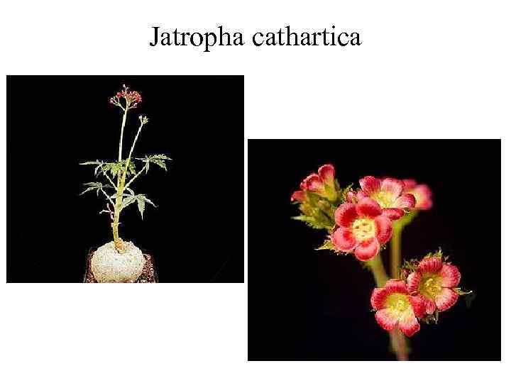 Jatropha cathartica 