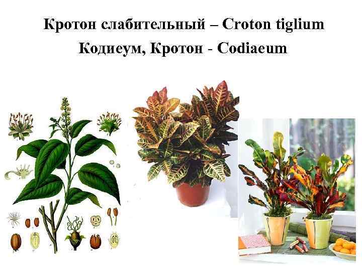  Кротон cлабительный – Croton tiglium Кодиеум, Кротон - Codiaeum 