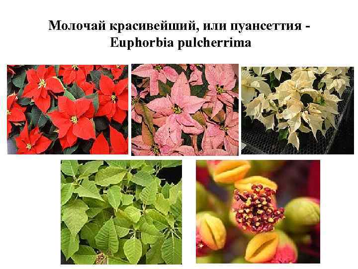 Молочай красивейший, или пуансеттия Euphorbia pulcherrima 