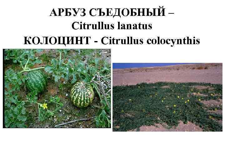 АРБУЗ СЪЕДОБНЫЙ – Citrullus lanatus КОЛОЦИНТ - Citrullus colocynthis 