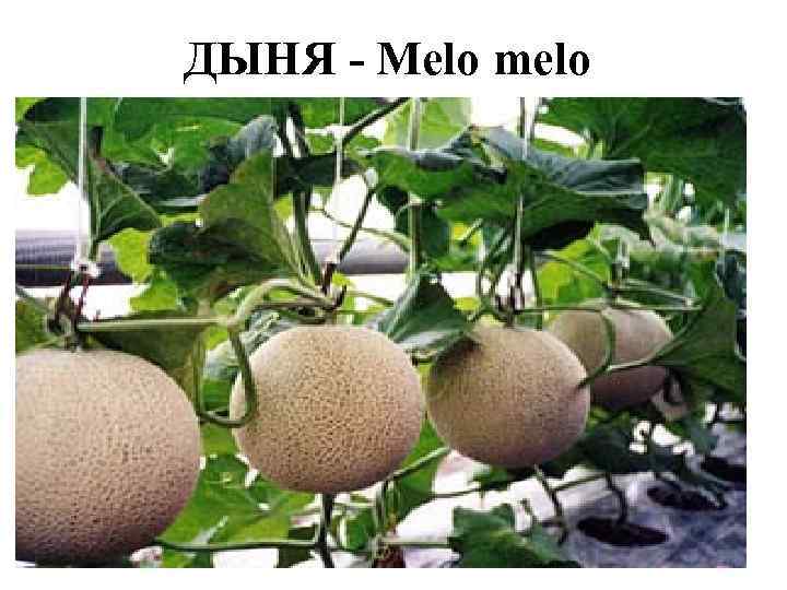 ДЫНЯ - Melo melo 