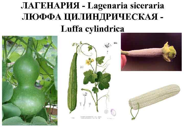 ЛАГЕНАРИЯ - Lagenaria siceraria ЛЮФФА ЦИЛИНДРИЧЕСКАЯ - Luffa cylindrica 