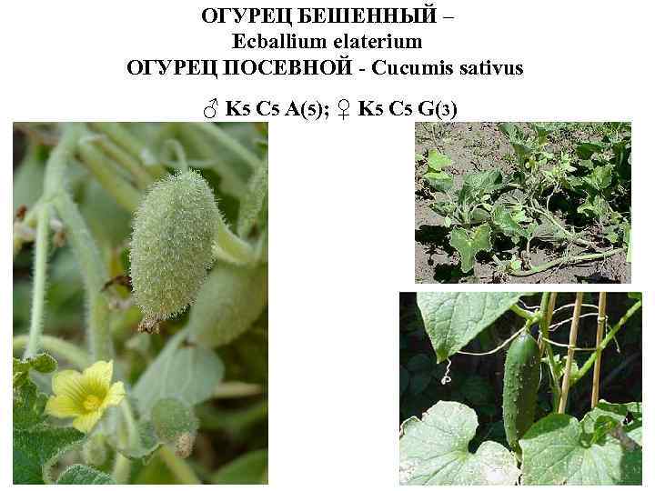 ОГУРЕЦ БЕШЕННЫЙ – Ecballium elaterium ОГУРЕЦ ПОСЕВНОЙ - Cucumis sativus ♂ K 5 C