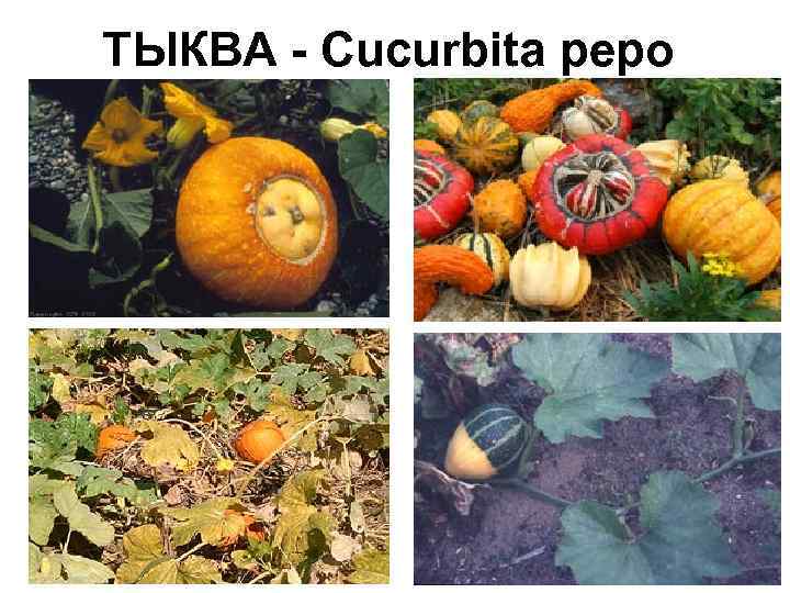 ТЫКВА - Cucurbita реро 