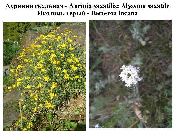 Ауриния скальная - Aurinia saxatilis; Alyssum saxatile Икотник серый - Berteroa incana 