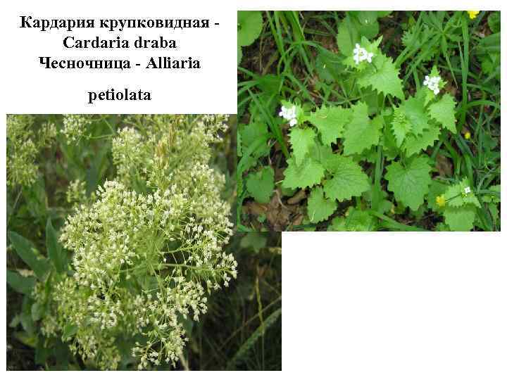 Кардария крупковидная - Cardaria draba Чесночница - Alliaria petiolata 