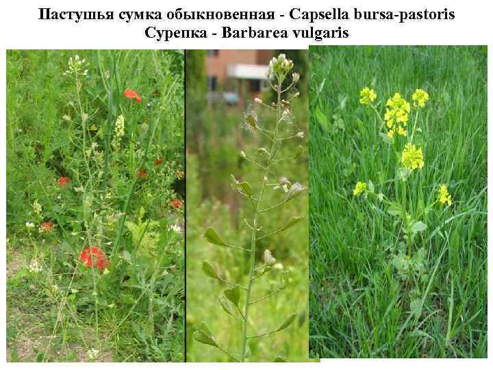 Пастушья сумка обыкновенная - Capsella bursa-pastoris Сурепка - Barbarea vulgaris 