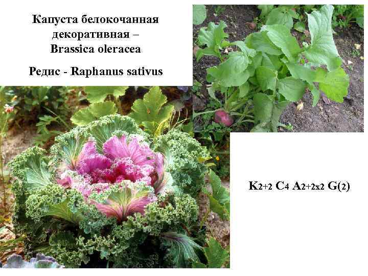 Капуста белокочанная декоративная – Brassica oleracea Редис - Raphanus sativus K 2+2 C 4