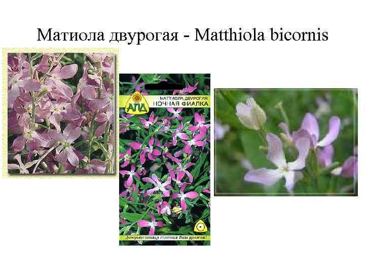 Матиола двурогая - Matthiola bicornis 