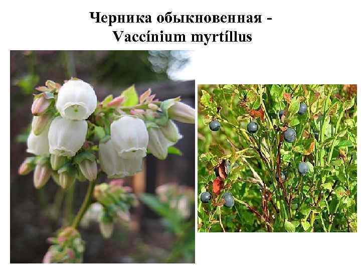 Черника обыкновенная Vaccínium myrtíllus 