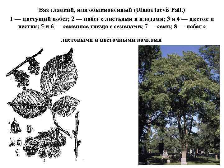  Вяз гладкий, или обыкновенный (Ulmus laevis Pall. ) 1 — цветущий побег; 2