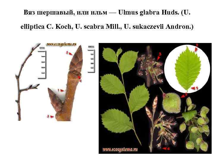 Вяз шершавый, или ильм — Ulmus glabra Huds. (U. elliptica С. Koch, U. scabra