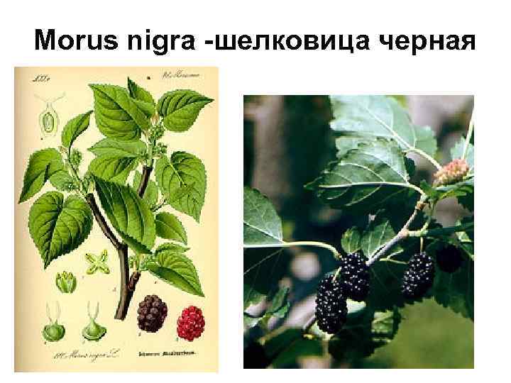 Morus nigra -шелковица черная 