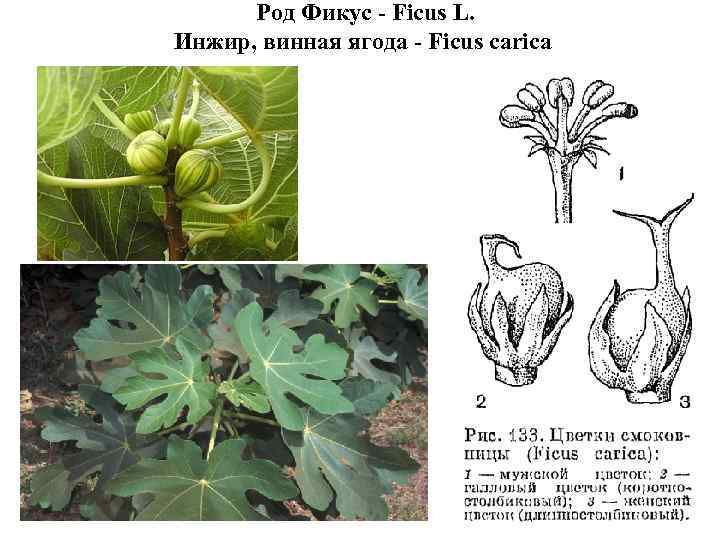 Род Фикус - Ficus L. Инжир, винная ягода - Ficus carica 