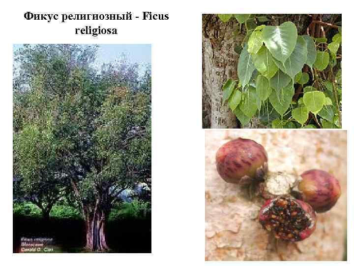 Фикус религиозный - Ficus religiosa 