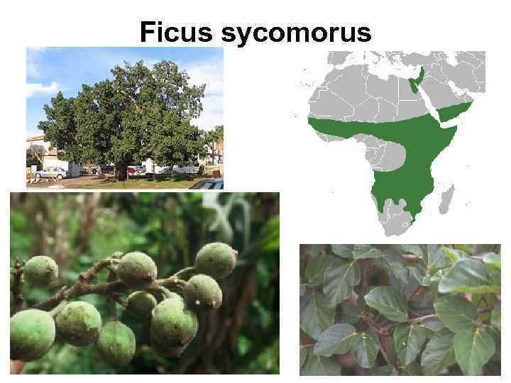 Ficus sycomorus 