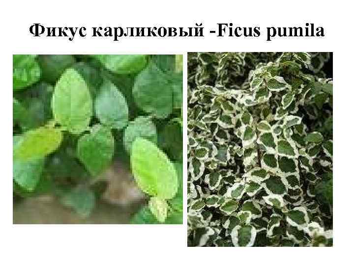 Фикус карликовый -Ficus pumila 