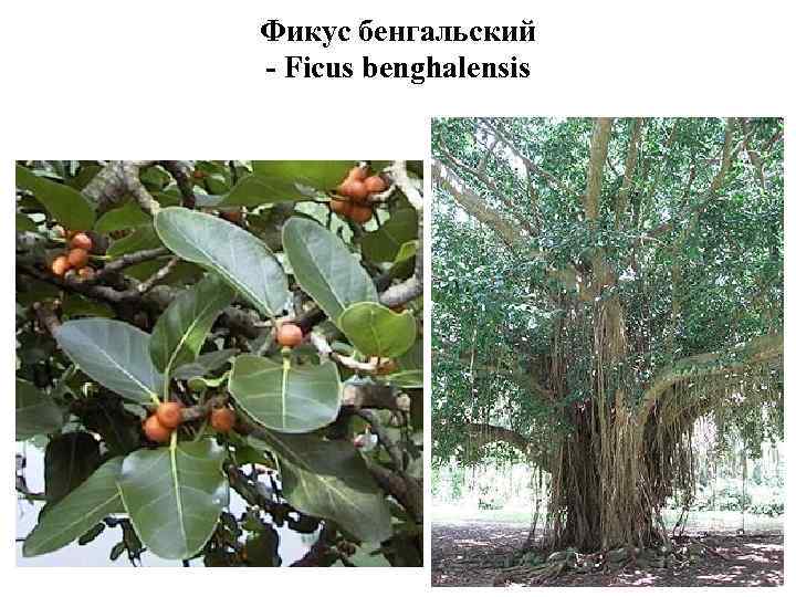 Фикус бенгальский - Ficus benghalensis 