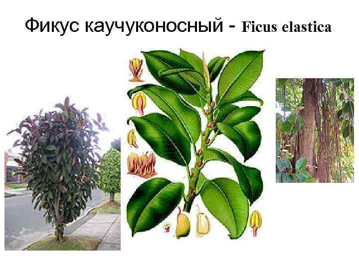 Фикус каучуконосный - Ficus elastica 