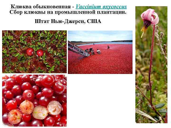  Клюква обыкновенная - Vaccinium oxycoccus Сбор клюквы на промышленной плантации. Штат Нью-Джерси, США