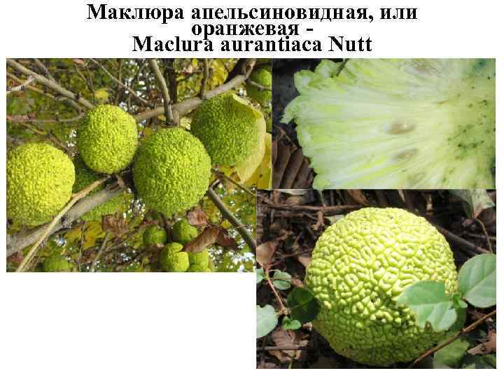 Маклюра апельсиновидная, или оранжевая - Maclura aurantiaca Nutt 