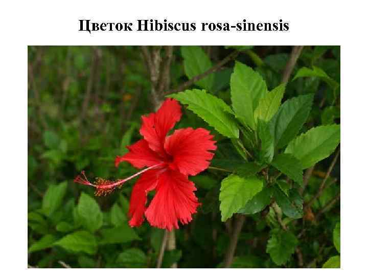 Цветок Hibiscus rosa-sinensis 