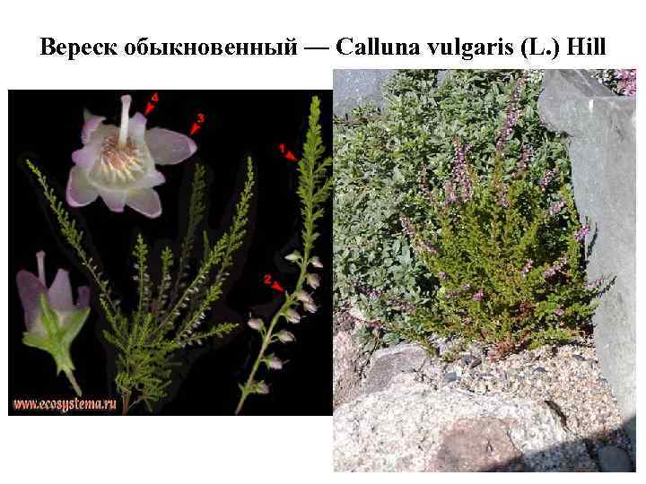 Вереск обыкновенный — Calluna vulgaris (L. ) Hill 