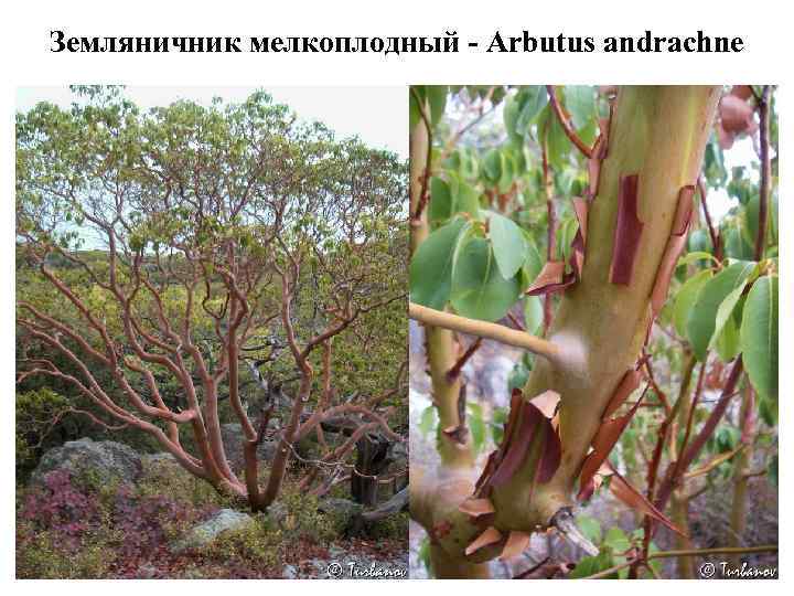 Земляничник мелкоплодный - Arbutus andrachne 