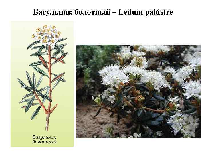 Багульник болотный – Ledum palústre 