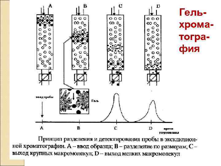 Гельхроматография 