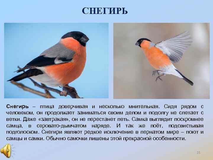 СНЕГИРЬ Снегирь – птица доверчивая и несколько мнительная. Сидя рядом с человеком, он продолжает