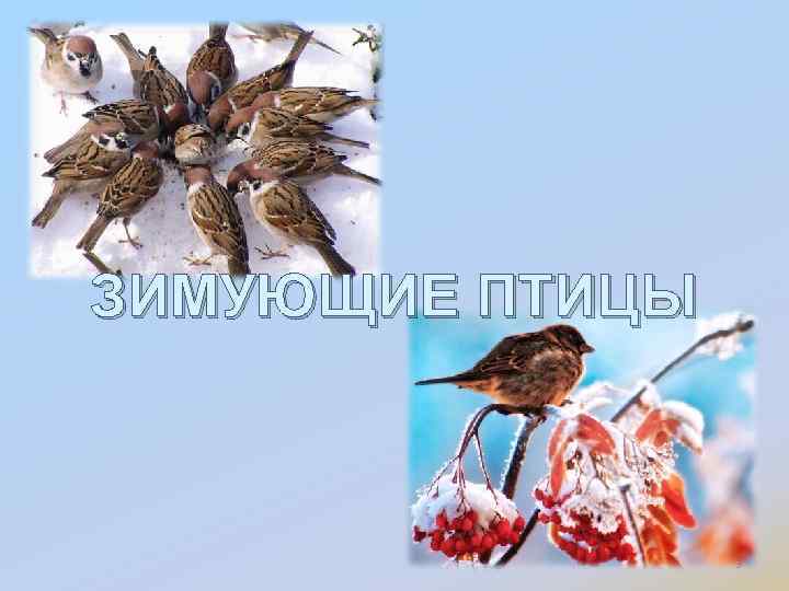 ЗИМУЮЩИЕ ПТИЦЫ 9 