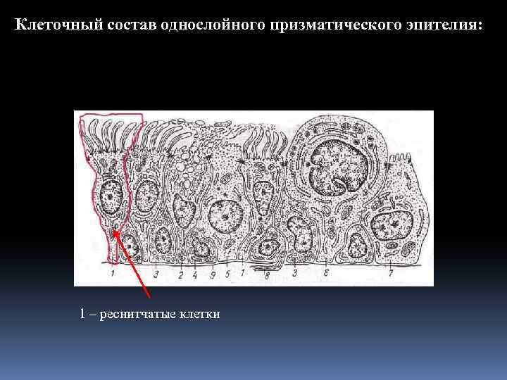 Клеточный состав однослойного призматического эпителия: 1 – реснитчатые клетки 